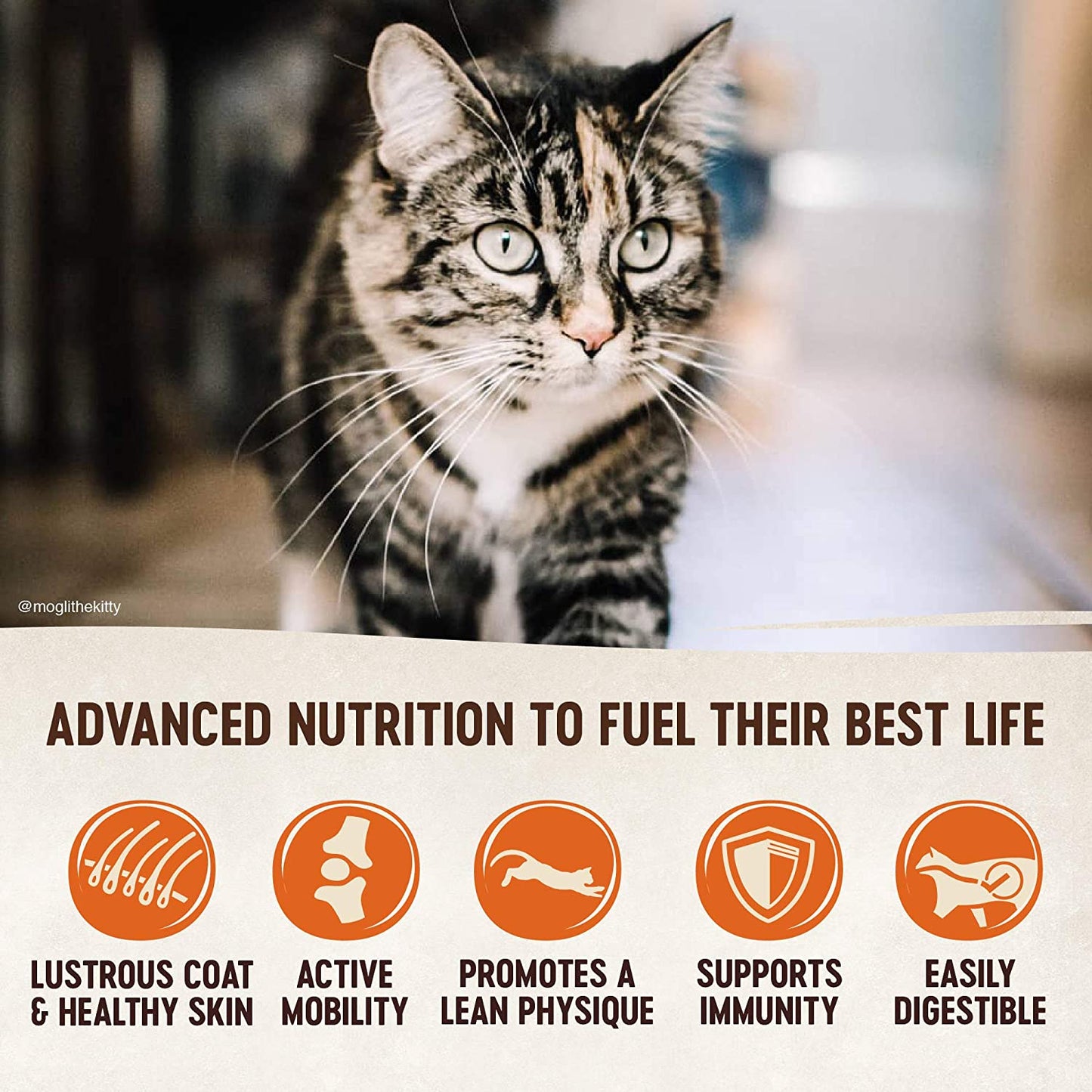 Wellness CORE Grain Free Dry Cat Food, High Protein Cat Food, Indoor, Chicken, Turkey & Chicken Meal, Natural, Made in USA, Cat Food, Adult